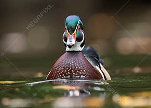 Wood Duck