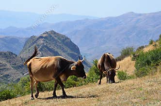 Cows on the pasture in mountains of Armenia