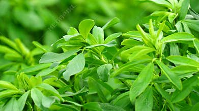 Medicago sativa field, alfalfa (4K)