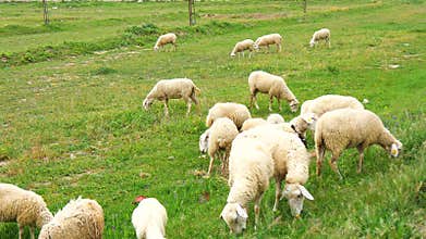 Flock of sheep grazing in a meadow (4K)