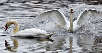 Swans Flying Off Rt. 20 in Sudbury