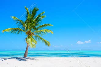 Palm tree on tropical beach