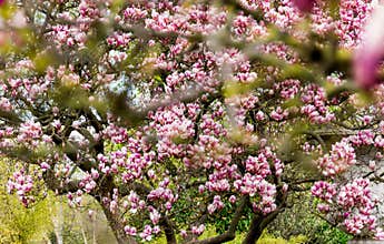 Pink magnolia tree blurred