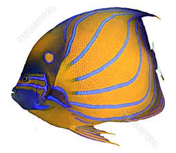 Tropical fish isolated
