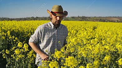 Male Farmer in Oilseed Rapeseed Cultivated Agricultural Field Examining and Controlling The Growth of Plants