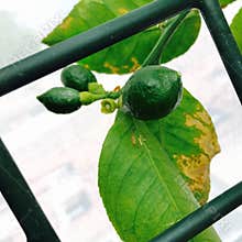 Lemon growing on a tree