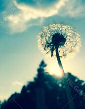 Dandelion in the sun