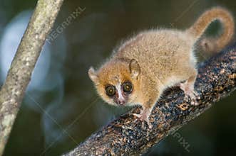 Mouse Lemur