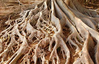 Old Moreton Bay Fig Tree Roots in Balboa Park
