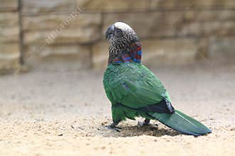 Brazilian hawk-headed parrot