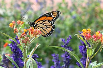 Monarch Butterfly
