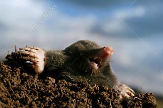 Mole