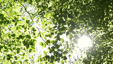 Sun shining through the branches of trees.