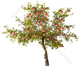 Apple tree with large pink fruits on white