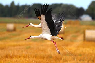 Two storks