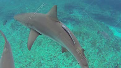 Caribbean reef sharks