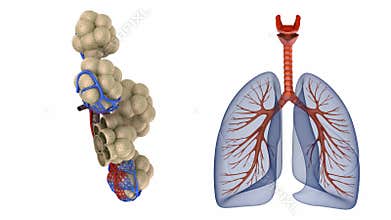 Alveoli in lungs - blood saturating by oxygen