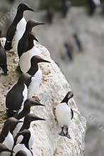 Common Guillemot