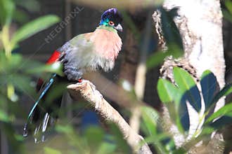 Violet-crested turaco