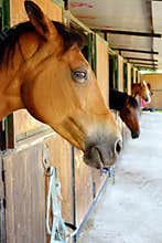 Horse Brown Horses Stables Closeup