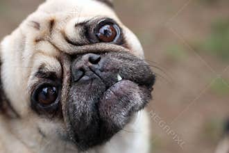 Funny Face