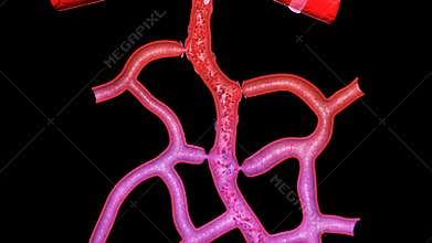 MICROCIRCULATION PRECAPILLARY SPHINCTER CONTRACTED