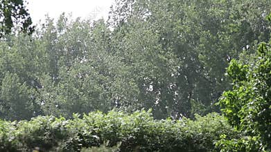 Pollen Floating in the Wind