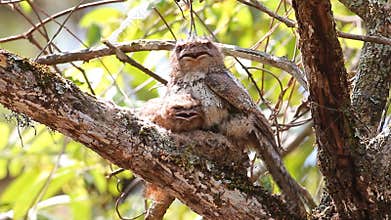 Hodgson's frogmouth Batrachostomus hodgsoni