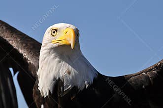 Bald eagle ready to soar