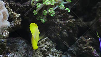 Tropical fishes in an aquarium