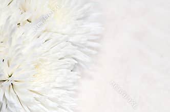 Chrysanthemum background
