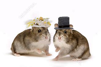 Hamster wedding