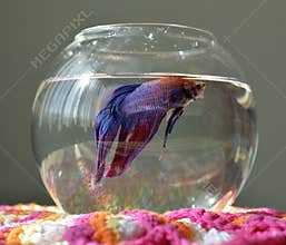Aquarium with betta fish