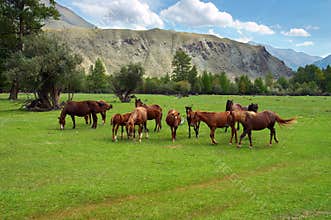 Green field, mountains and horses