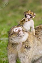 Young barbary ape on mothers back