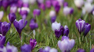 Flowers field