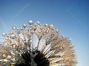 Dandelion Dew Drops