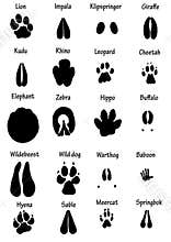 African animal tracks