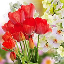 Fresh red tulips and flowers orchid.