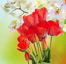 Fresh red tulips and flowers orchid.