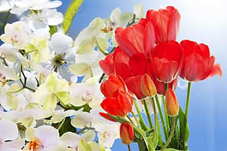 Fresh red tulips and flowers orchid.