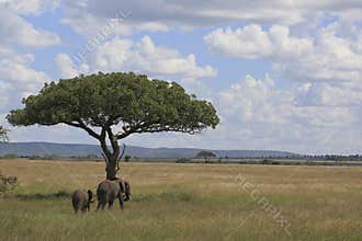 Elephant's in the serengeti