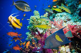 Tropical Fish and Coral Reef