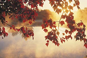 Sunrise Through Autumn Leaves, New England
