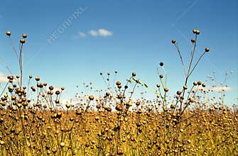 Field of flax. Russia.