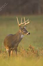 Whitetail buck in morning light