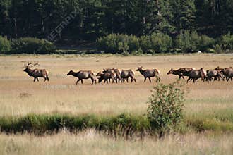 Rocky Mountain National Park Elk