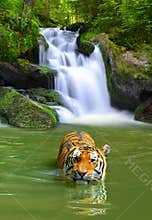 Siberian Tiger
