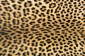 Skin's texture of leopard