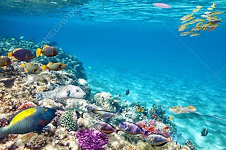 Underwater world with corals and tropical fish.